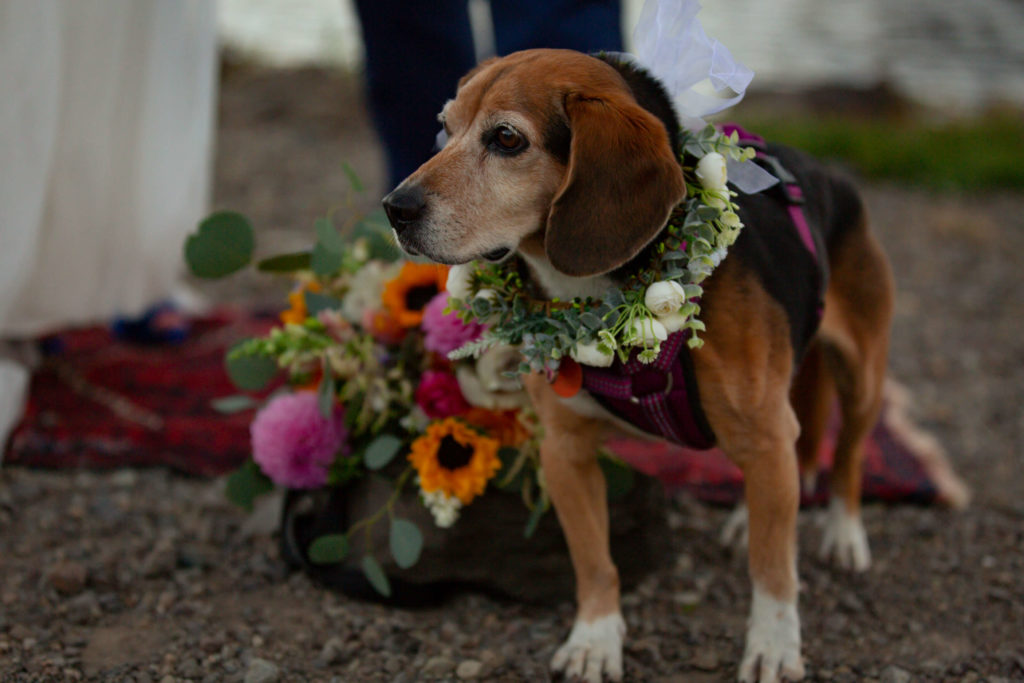 the flower dog, bj wearing a flower collar